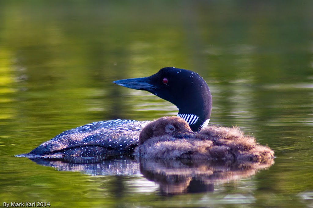 A morning kayak trip on Grafton Pond, August 10, 2014